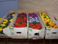alenfest 2012 37